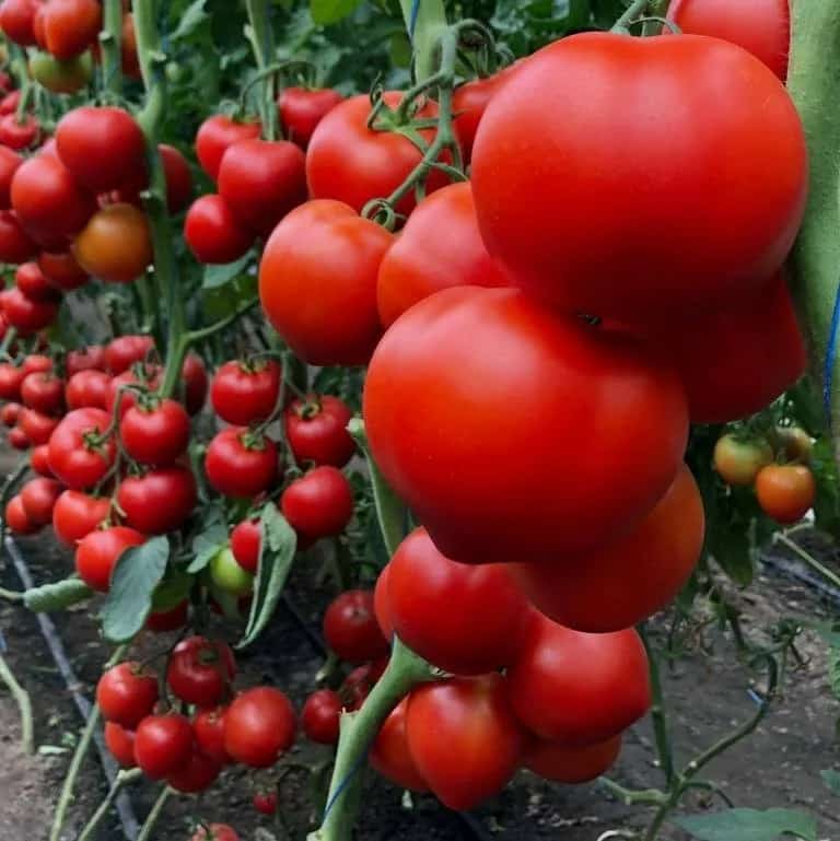 تصویر 2 از نشا گوجه فرنگی کرج مناسب کشت گلخانه ای و فضای باز